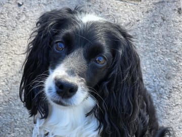 Cockerpoo · Staffanstorp · Carina W.