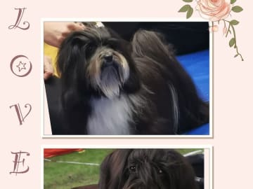 Ispärlans kennel
