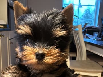 Yorkshire terrier · örebro · Augusta Star’s
