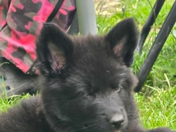 Tysk Schäferhund · Vallåkra · Incidents