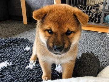 Shiba · Kvänum · Urban Dawgs