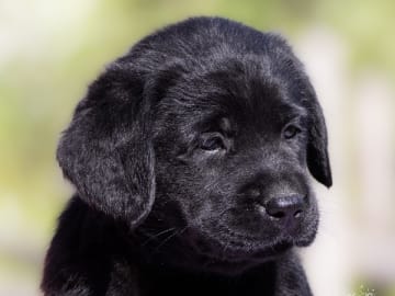 Labrador retriever · Seglora · Songbirds