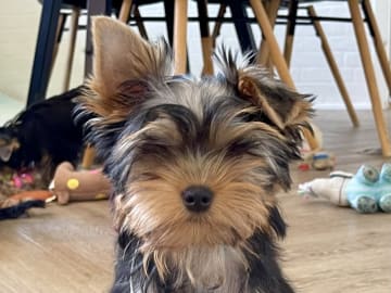 Yorkshireterrier · Føvling · Guldal´s Danske