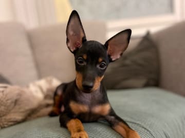 English Toy Terrier · Bromma · winsome flames