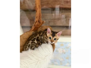 Bengal · Strängnäs · S*Retrivers