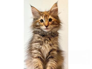 Norwegian Forest · Trelleborg · S*Livsnjutarna's