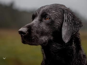 Labrador retriever · Holstebro · Mogens Olivarius