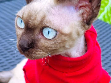 Devon Rex · Hell · No*Onyx Blue Diamond
