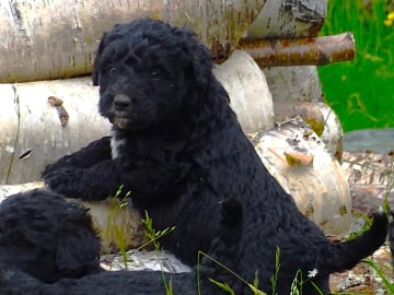 Bernerdoodle · Överkalix · Snabelsnutens Hus