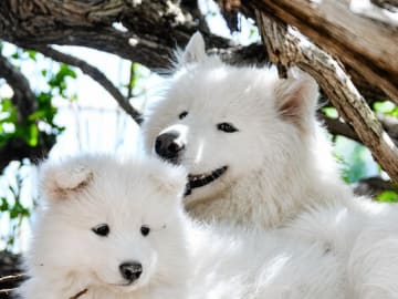 Samojedhund · Söderhamn · MOYASAS