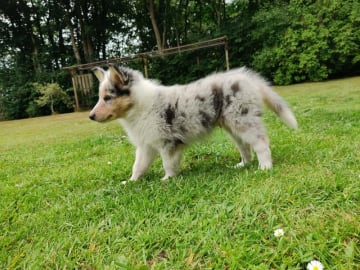 Collie · Give · Ladias Dream Collies