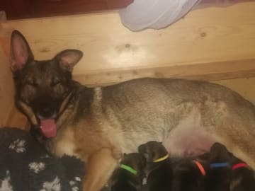 Tysk Schäferhund · Gjerlev J · Annette Dorit Nielsen