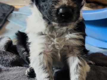 Border colliemix · östhammar · Ranch Siikavaara