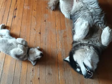 Alaskan malamute · Seljord · Kennel Kitchaq