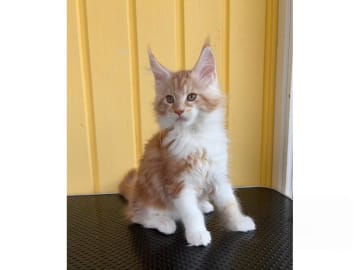 Maine Coon · Motala · SE*Knäkattens