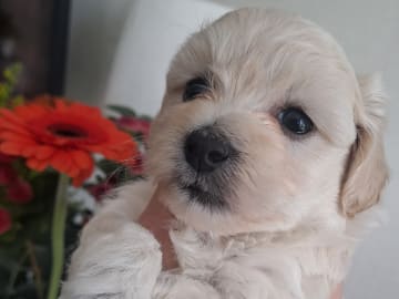 Maltipoo · Torshälla · Maltipoo