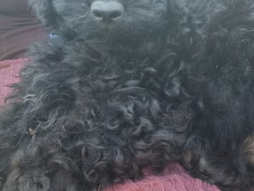 Maltipoo · Ystad · Jenny M.