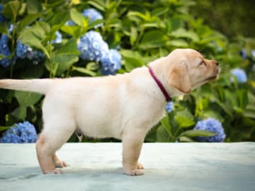 Labrador retriever · Svärtinge · Blankgölens kennel