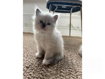 Ragdoll · Bollnäs · Marie Samuelsson