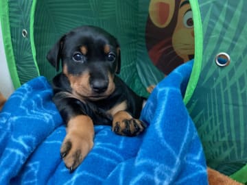 Pinscher · Steinkjer · Pelskling
