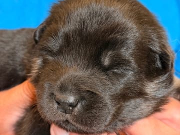 Eurasier · Västerås · Love & Eurasier