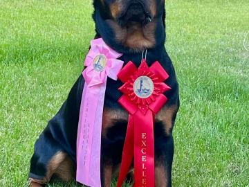 Rottweiler · Olofstorp · Levarotto's kennel