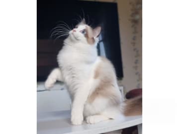 Ragdoll · Väse · SE*Wernigerodes