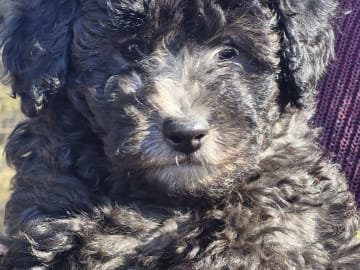 Shihpoo