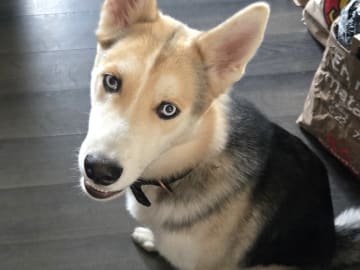 Siberian husky · Stora levene · Lenita L.