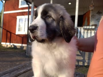 Pyreneisk mastiff · Grängesberg · Dulanilo's