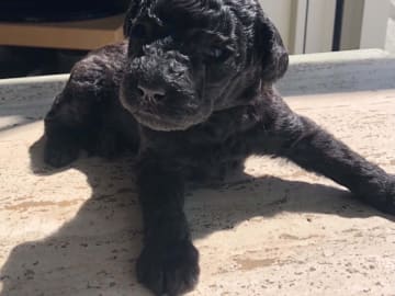 Labradoodle · Vittsjö · Fluffssons