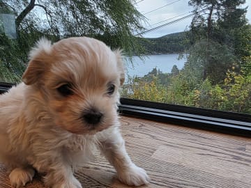 50%russisk bolonka 50%chihuahua/shi · Åros · Privat