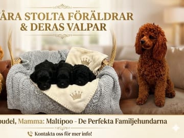 Maltipoo · Norrköping · Daniel A.