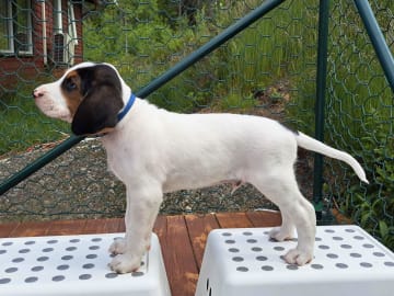 Halden Hound (Haldenstøver) · Tangen · Lykkelosberget