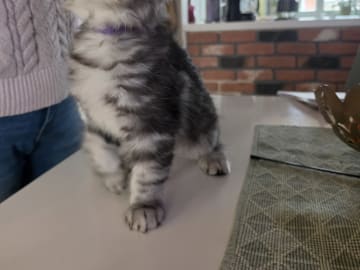 Sibirisk katt · Trelleborg · SE*Gislövs Sibiriska katter