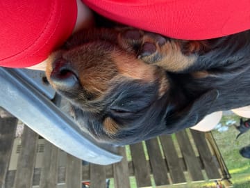Gordonsetter · Tønsberg · Marianne Elisabeth Teisbekk