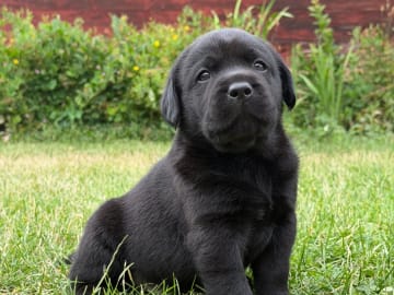 Labrador retriever · Vagnhärad · Unbridled Unicorn
