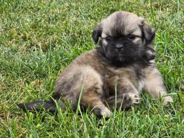 Tibetansk spaniel · Hästveda · Schilleshof's