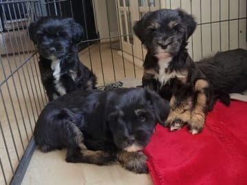 Tibetansk terrier · Hörby · Khambas