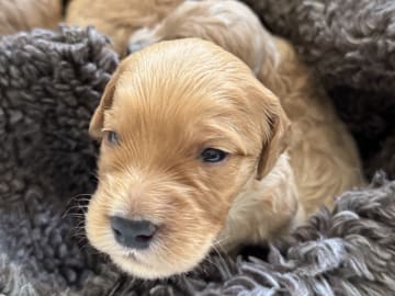 Labradoodle · Vänge · Vanessa W.