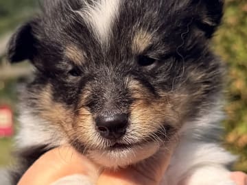 Shetland sheepdog · Jaren · Anne-Karin Scheen