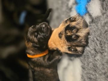 German Shepherd Dog · Saksvik · Hundhamaren