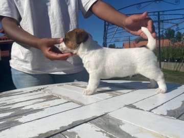 Jack russell terrier · Danderyd · Djursholms tassar