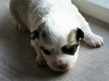 Coton de Tulear · Aalborg · Kystvejens Coton og Xolo