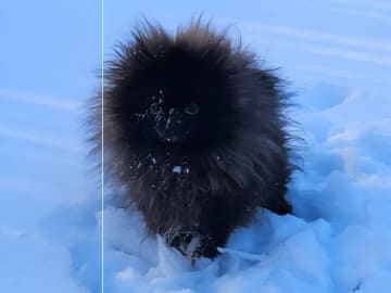 Pomeranian · Kågeröd · Tiny Winne