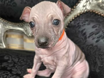 American Hairless Terrier · Upplands Väsby · AHT
