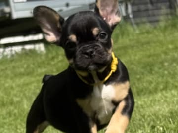 Fransk bulldogg · Knäred · Pontiacbulldogs