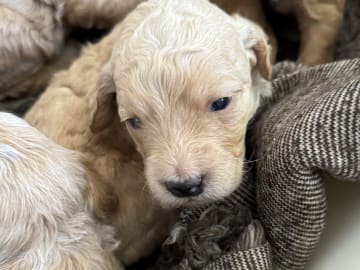 Labradoodle · Vänge · Vanessa W.