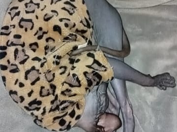 Sphynx · Grums · Eric H.