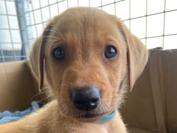 Labrador retriever · Lövestad · Gravel's